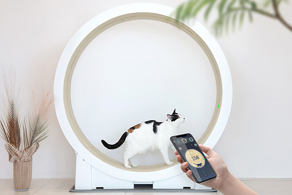 B612 Cat Planet